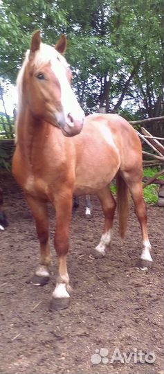 Советский тяжеловоз