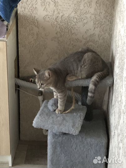 Британская кошечка