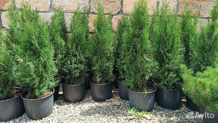 Туи Смарагд