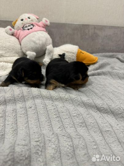 Йоркширский терьер