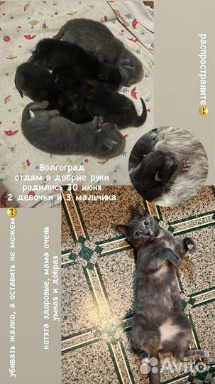 Котята в добрые руки