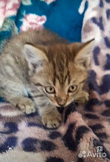 Кошки мейн-кун бесплатно