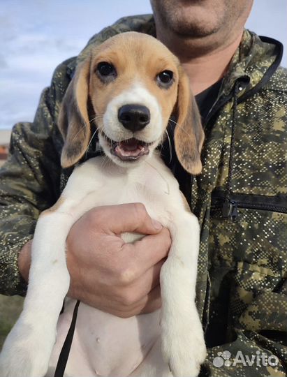 Щенок бигль