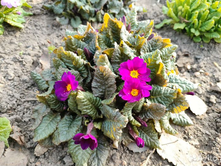 Примула делянки