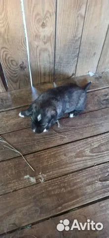 Собаки (щенки) бесплатно