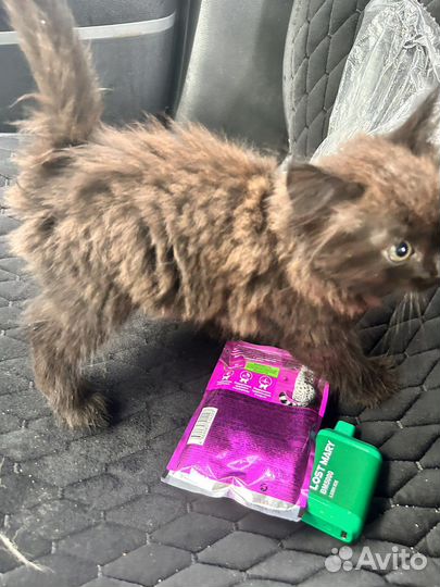 Черный котенок в добрые руки бесплатно