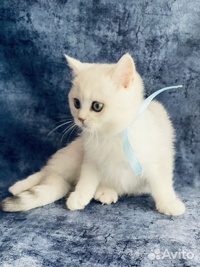 Британский котик. Серебристая шиншилла