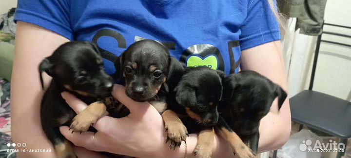 Той-терьер щенки