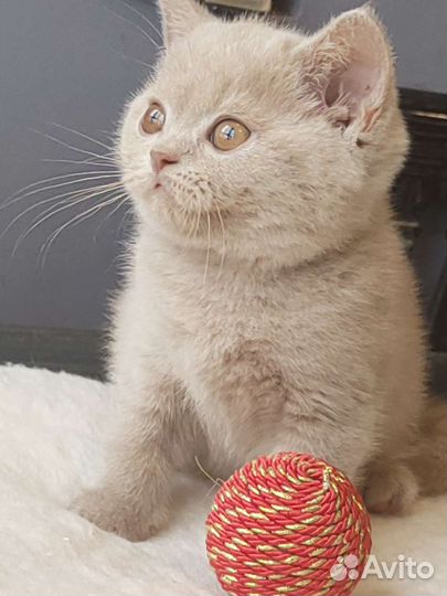 Породные британские котята редких окрасов