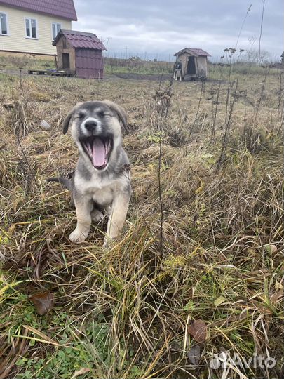 Щенки бесплатно помесь алабая Лен.область