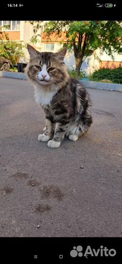Кошка