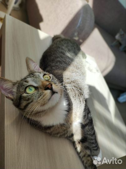 Молодой кот Проша