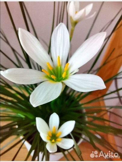 Зефирантес