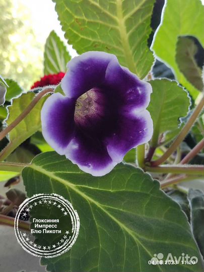 Глоксиния, тидея