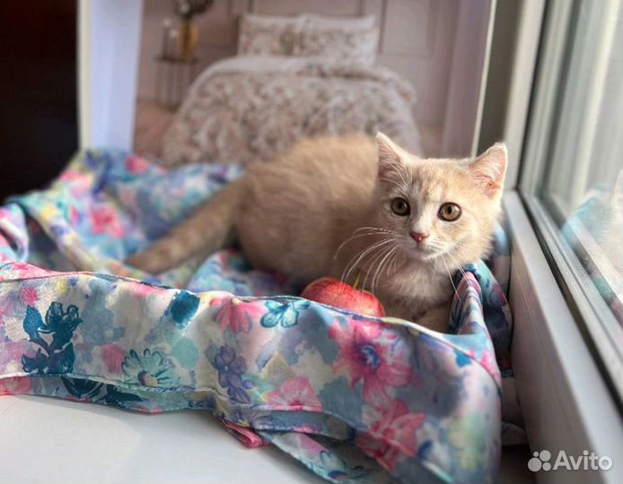 Персиковый котенок мальчик