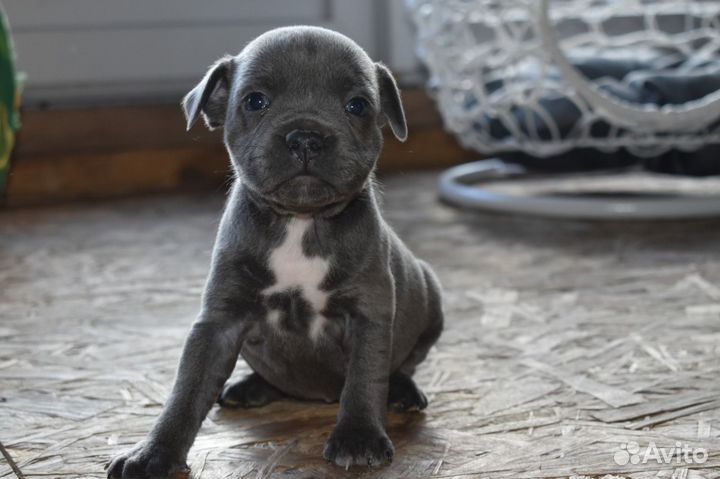 Стаффордширский бультерьер щенки