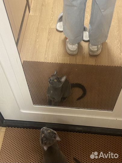 Кошка