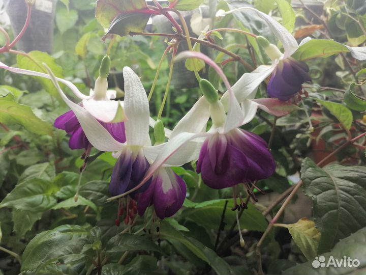 Сортовые фуксии