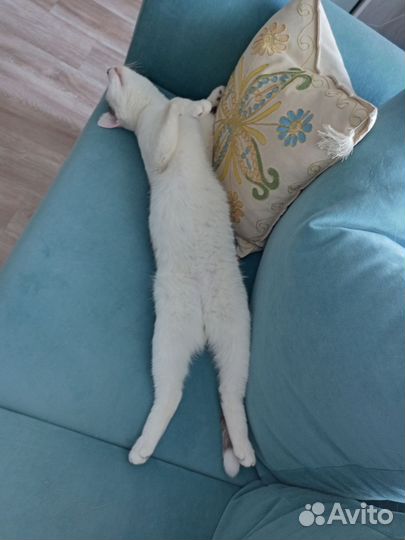 Котик Лукас