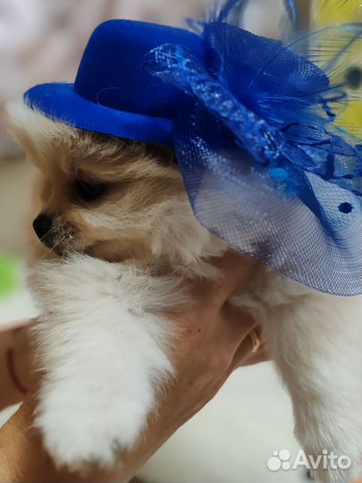 Померанский шпиц тип мишка мини