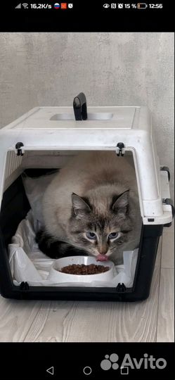 Кошка в дар бесплатно