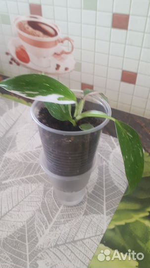 Филодендрон white princess(белая принцесса)