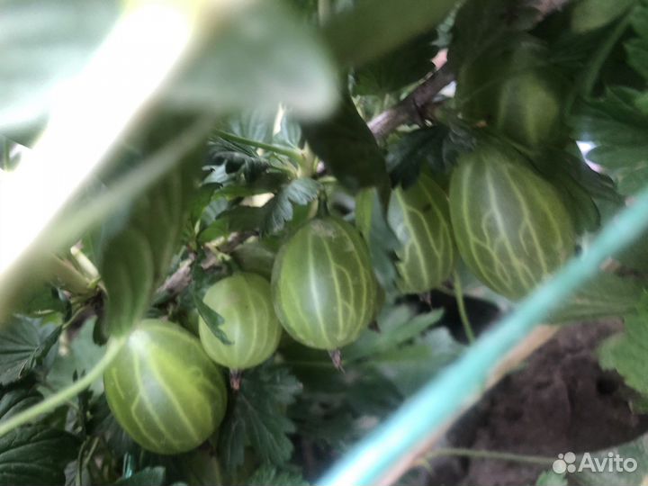 Крыжовник Орфей