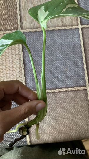 Монстера Альба