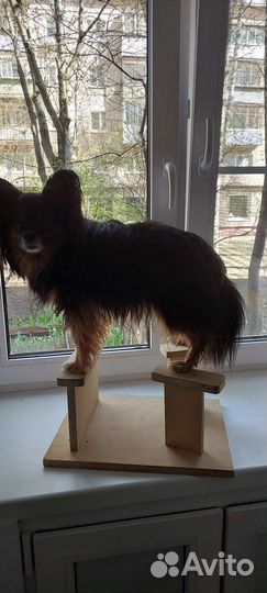 Тренажер для собак