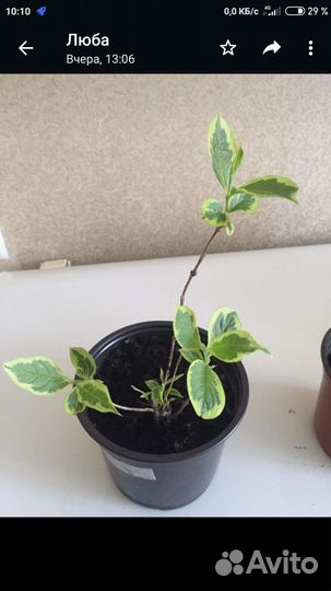 Гортензия крупнолистная саженцы