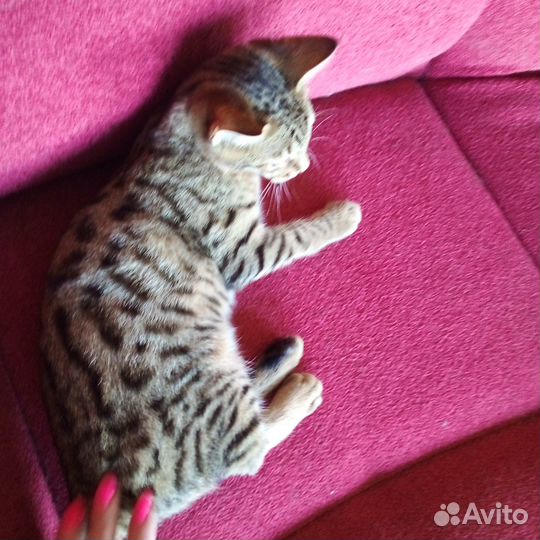 Отдам бенгальских котят