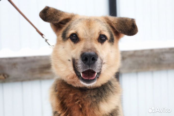 Домашняя собака в приюте Ищем дом