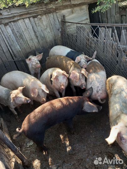 Поросята