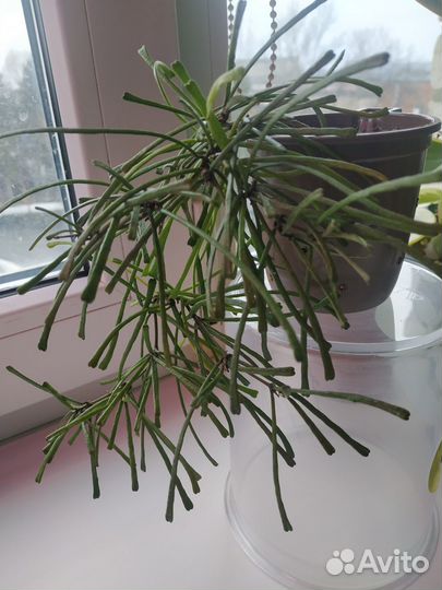 Комнатные цветы