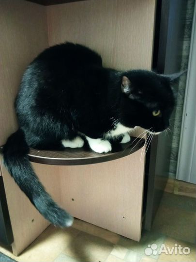 Кошка мышеловка