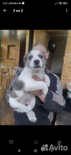 Щенок в добрые руки