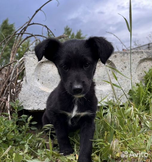 Собачки-девочки