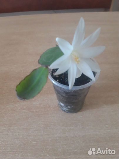 Цветок декабрист