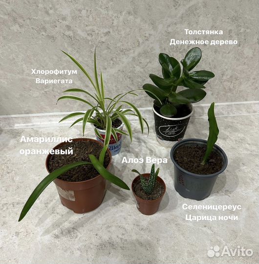 Комнатные растения