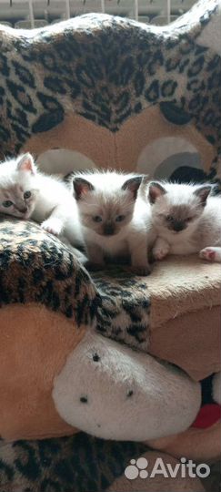 Тайские котята