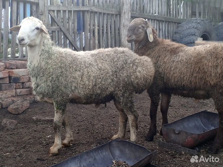 Бараны на племя
