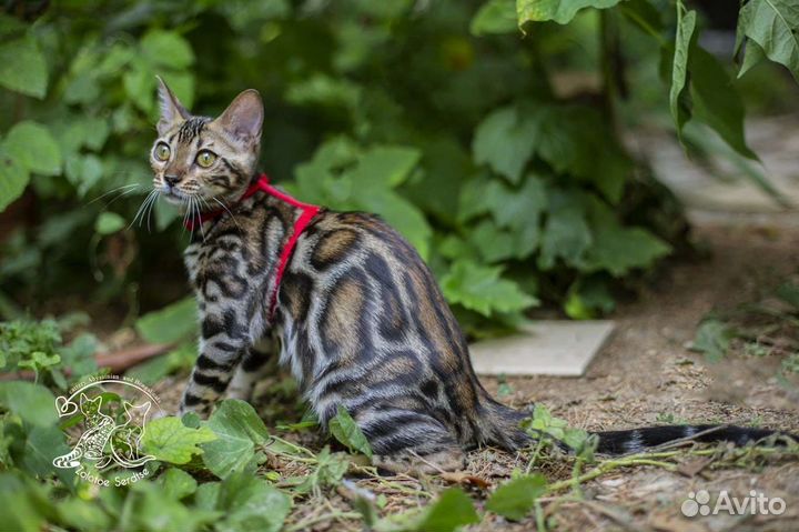 Бенгальская кошечка