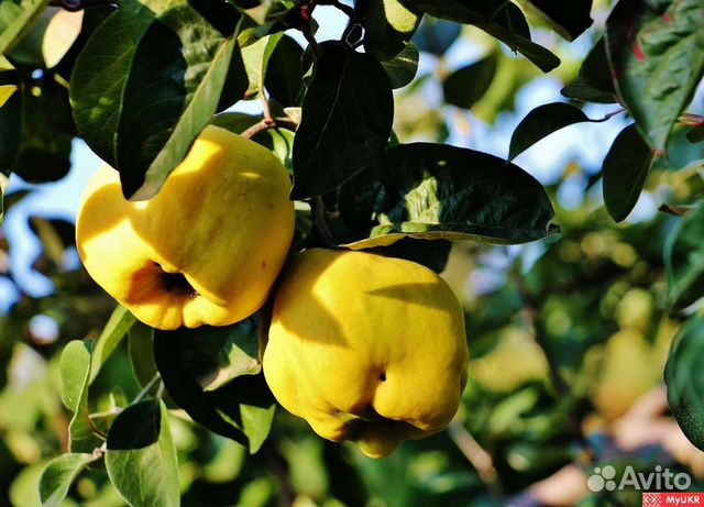 Сажецы айвы