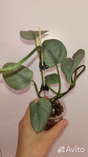 Сциндапсус Сильвер Хиро