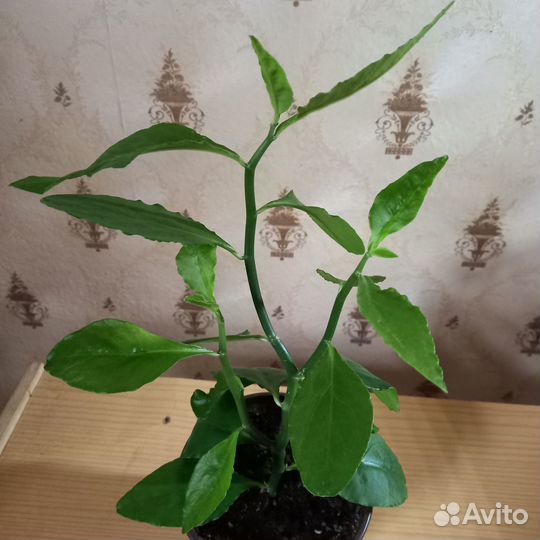 Комнатные растение Педилантус