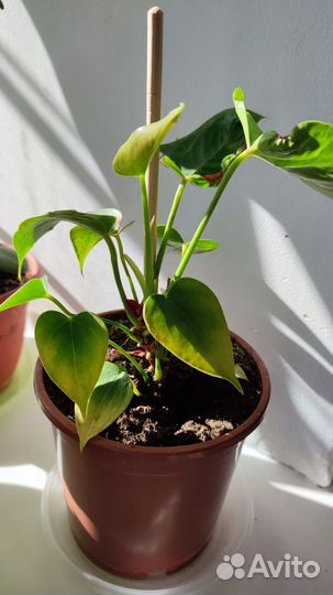 Комнатные расстения, разные