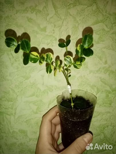 Карисса вариегатная