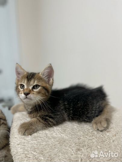 Котята курильский бобтейл