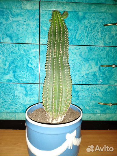 Кактус высокий