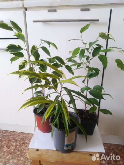 Фикусы разные